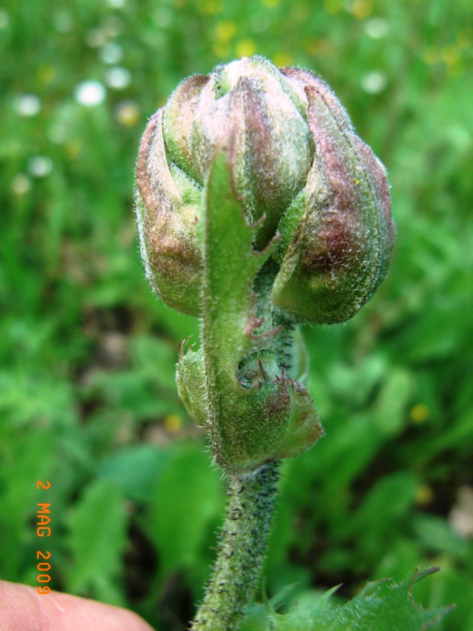 Crepis vesicaria / Radicchiella vescicosa